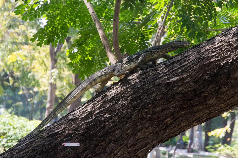 A monitor lizard near the lake in Lumphini Park